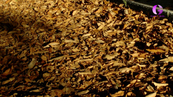 Dispositivo de recogida de hojas de Cabanillas