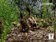 El Consejero de Agricultura visita la Reserva Ornitológica